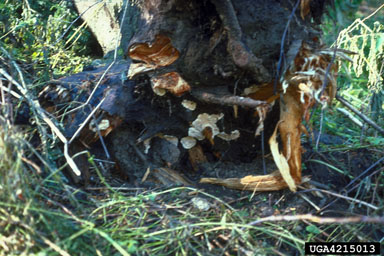 annosum root disease (Heterobasidion annosum ) on fir (Abies spp. ) - 4215013