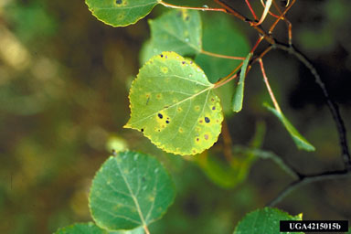 Marssonina leaf spot (Marssonina tremulae ) on aspen/poplar (Populus spp. ) - 4215015