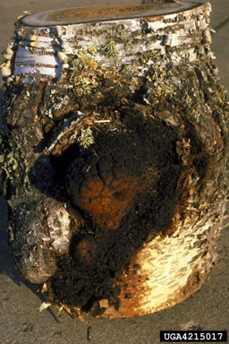clinker polypore (Inonotus obliquus ) on paper birch (Betula papyrifera ) - 4215017