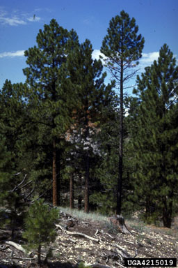 limb rust (Peridermium filamentosum ) on ponderosa pine (Pinus ponderosa ) - 4215019