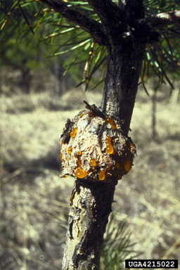 eastern pine gall rust, Cronartium quercuum  (Uredinales: Cronartiaceae) - 4215022