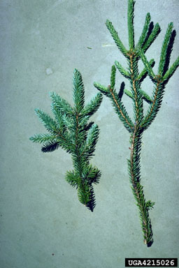 eastern dwarf mistletoe, Arceuthobium pusillum  (Santalales: Viscaceae) - 4215026