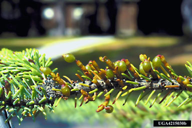 eastern dwarf mistletoe, Arceuthobium pusillum  (Santalales: Viscaceae) - 4215030