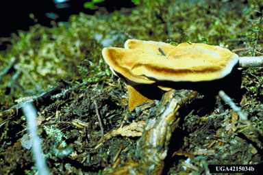 red root and butt rot, Inonotus circinatus  (Hymenochaetales: Hymenochaetaceae) - 4215034