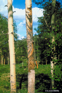 sooty-bark canker, Encoelia pruinosa  (Helotiales: Sclerotiniaceae) - 4215055