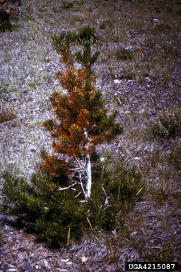 frost and winter injury (general),    (Abiotic: Other abiotic damage) - 4215087