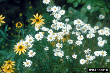 black-eyed susan, Rudbeckia hirta  (Asterales: Asteraceae) - 4320018