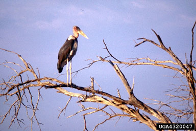 marabou stork, Leptoptilos crumeniferus  (Ciconiiformes: Ciconiidae) - 4320047