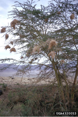 weaver bird,    (Passeriformes: Ploceidae) - 4320053