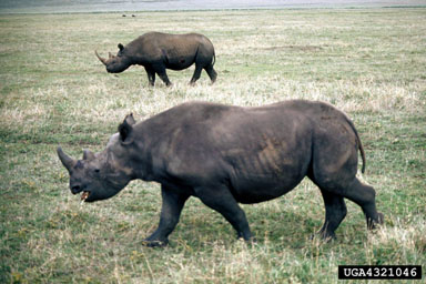 African black rhinoceros, Diceros bicornis  (Perissodactyla: Rhinocerotidae) - 4321046