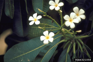 plumeria, Plumeria spp.  (Gentianales: Apocynaceae) - 4321058