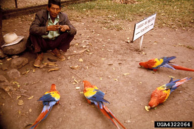 scarlet macaw, Ara macao  (Psittaciformes: Psittacidae) - 4322064