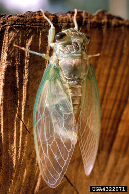 cicadas,    (Hemiptera: Cicadidae) - 4322071