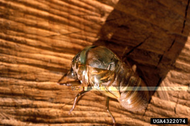 cicadas,    (Hemiptera: Cicadidae) - 4322074