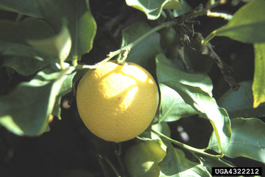 grapefruit, Citrus x paradisi  (Sapindales: Rutaceae) - 4322212