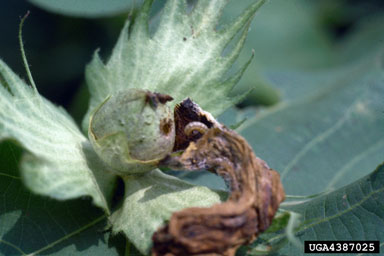 bollworm (Helicoverpa zea ) on cotton (Gossypium hirsutum ) - 4387025