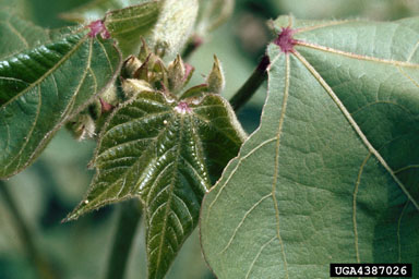 bollworm (Helicoverpa zea ) on cotton (Gossypium hirsutum ) - 4387026