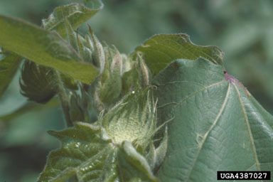 bollworm (Helicoverpa zea ) on cotton (Gossypium hirsutum ) - 4387027