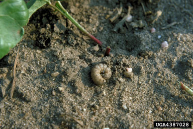 cutworms, loopers, owlet moths, and underwings (  ) on cotton (Gossypium hirsutum ) - 4387028