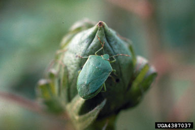 southern green stink bug (Nezara viridula ) on cotton (Gossypium hirsutum ) - 4387037
