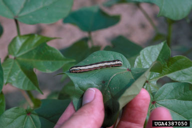 yellowstriped armyworm (Spodoptera ornithogalli ) on cotton (Gossypium hirsutum ) - 4387050