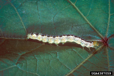 cotton leafworm (Alabama argillacea ) on cotton (Gossypium hirsutum ) - 4387059