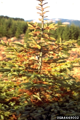 spruce spider mite (Oligonychus ununguis ) on Norway spruce (Picea abies ) - 4449002