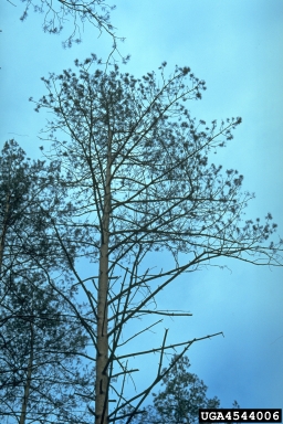 mechanical (  ) on Scots pine (Pinus sylvestris ) - 4544006