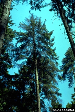 northern bark beetle (Ips duplicatus ) on Norway spruce (Picea abies ) - 4544053