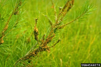 web-spinning pine-sawfly (Acantholyda hieroglyphica ) on Scots pine (Pinus sylvestris ) - 4544076
