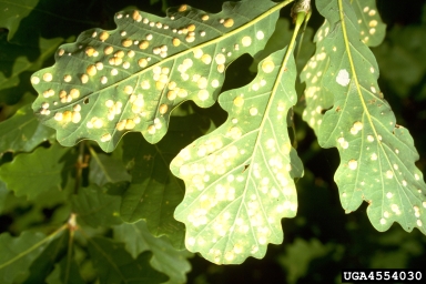 Cynipid gall wasp (Neuroterus quercusbaccarum ) on oak (Quercus spp. ) - 4554030