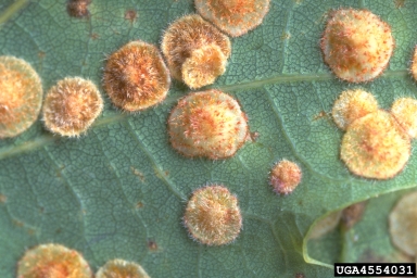 Cynipid gall wasp (Neuroterus quercusbaccarum ) on oak (Quercus spp. ) - 4554031