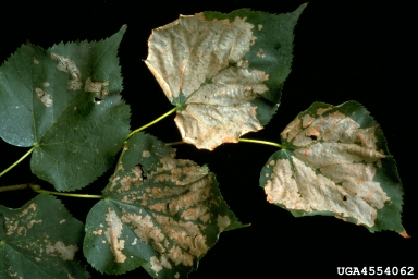 oak slug sawfly (Caliroa annulipes ) on linden (Tilia spp. ) - 4554062