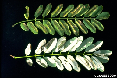 leaf blotch miners (Phyllonorycter spp. ) on black locust (Robinia pseudoacacia ) - 4554080