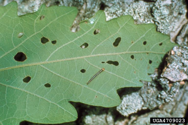 palmerworm, Dichomeris ligulella  (Lepidoptera: Gelechiidae) - 4709023