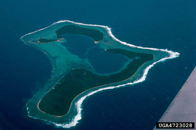 coral reef,    (Marine biomes: Coral reef) - 4723028