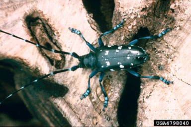 Asian longhorned beetle, Anoplophora glabripennis  (Coleoptera: Cerambycidae) - 4798040