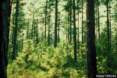 selection on loblolly pine (Pinus taeda ) - 4798046
