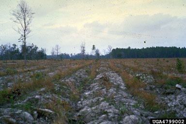 ripping/furrowing/bedding on pine (Pinus spp. ) - 4799002