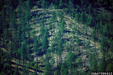 shelterwood on Douglas-fir (Pseudotsuga menziesii ) - 4799012