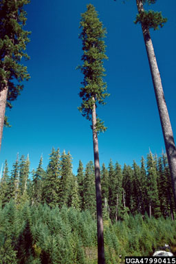 shelterwood on Douglas-fir (Pseudotsuga menziesii ) - 4799015