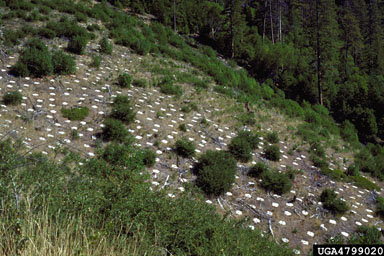 post planting protection on ponderosa pine (Pinus ponderosa ) - 4799020