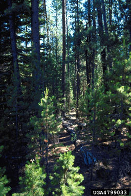 fire on ponderosa pine (Pinus ponderosa ) - 4799033