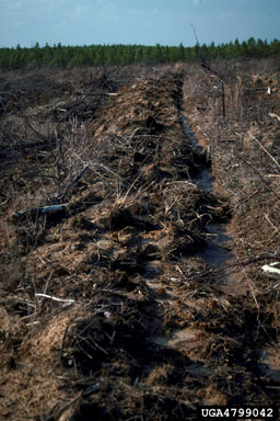 ripping/furrowing/bedding on loblolly pine (Pinus taeda ) - 4799042