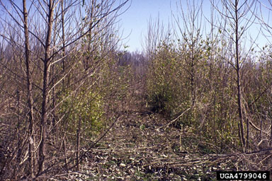 coppice on eastern cottonwood (Populus deltoides ssp. deltoides) - 4799046