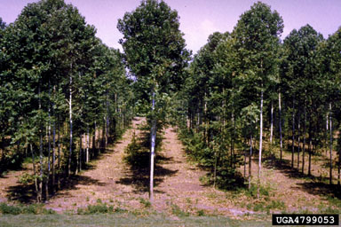 mechanical thinning on American sycamore (Platanus occidentalis ) - 4799053