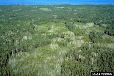 fire on jack pine (Pinus banksiana ) - 4799056