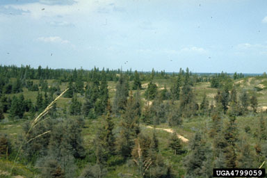 dwarf mistletoes (Arceuthobium spp. ) on eastern spruce-fir (  ) - 4799059