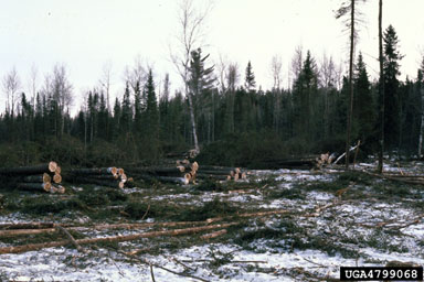 clearcut on black spruce (Picea mariana ) - 4799068
