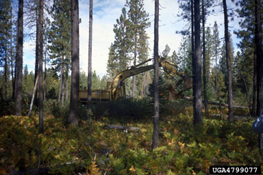 Armillaria root rots (Armillaria spp. ) on ponderosa pine (Pinus ponderosa ) - 4799077